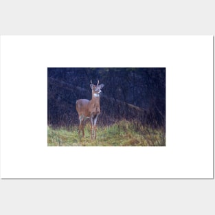 Young Royalty - White-tailed deer Posters and Art